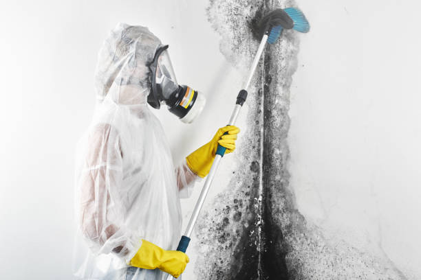 Best Environmental Consulting for Mold Prevention  in Foley, AL