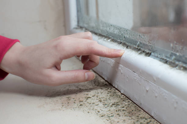 Best Attic Mold Removal  in Foley, AL