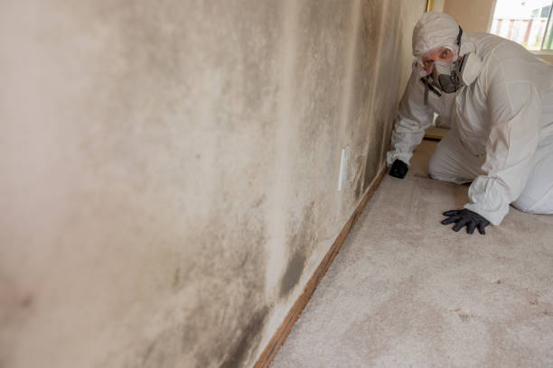 Best Post-Construction Mold Inspection  in Foley, AL